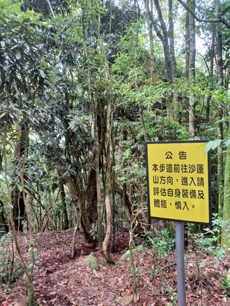 【台中和平】筆直的杉林.林相優美。 橫嶺山x沙連山P型2869036