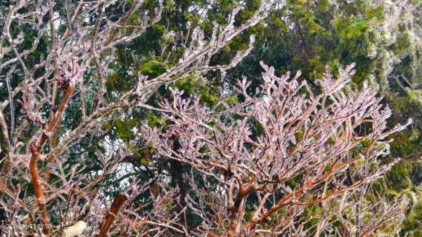 #太平山 #望洋山 #霧淞 1/222986057