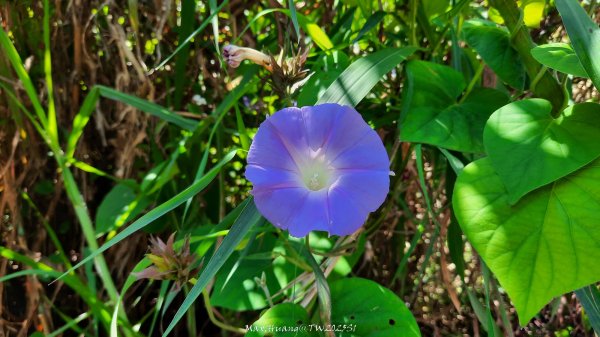 《彰化》登山逛市集｜臥龍坡步道環藤山步道202503222740493
