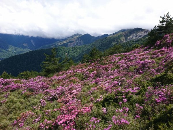 合歡山北峰 紅毛杜鵑611407