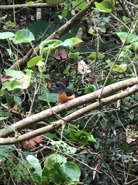 2020.10.01南壽山1119734