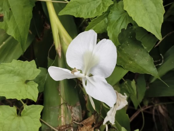 [漫遊縱谷 愛在花東-04/10] 2025_1011 羅山村竹林步道2913254