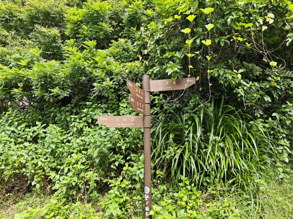 [百山百鳥尋旅-02/15] 2025_0809 社頂自然公園步道2857033