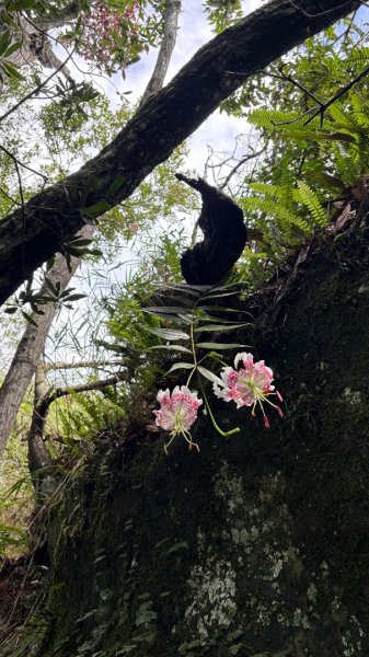 石壁上的花3111022