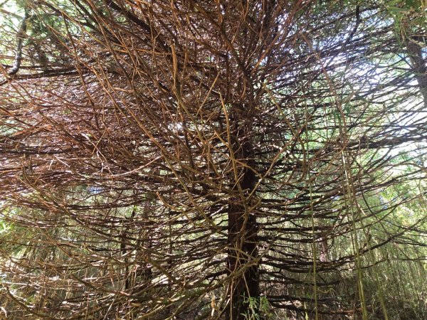 塔塔加步道（大鐵杉登山步道）2883098