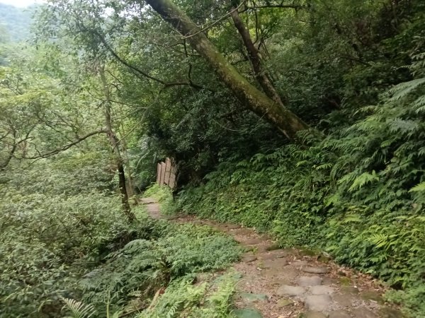基隆市荖寮坑古道+十分古道(暖東舊道)+頂子寮山(嶺頭土地公)P字走2821579