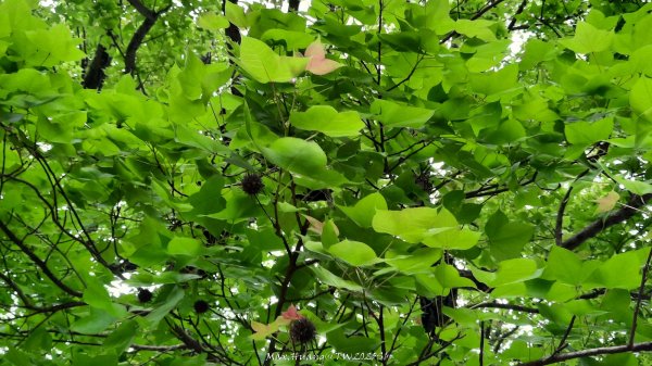 《苗栗》楓香林道｜頭份老崎古道（後花園步道）202503292748860