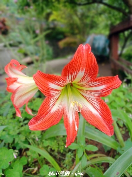 【新北石門】全台唯一火山岩石砌梯田。 嵩山百年梯田阡陌步道2823947