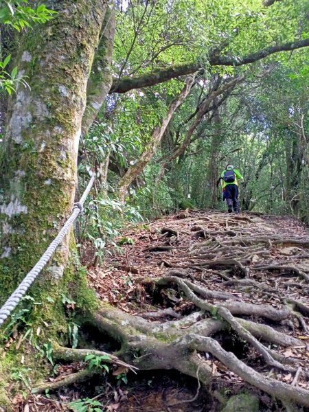 塔曼山：新北市第一高峰之樹的國度1860909