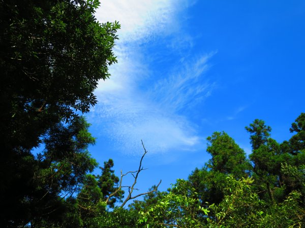 夏觀碧草如茵：頂山石梯嶺步道648268