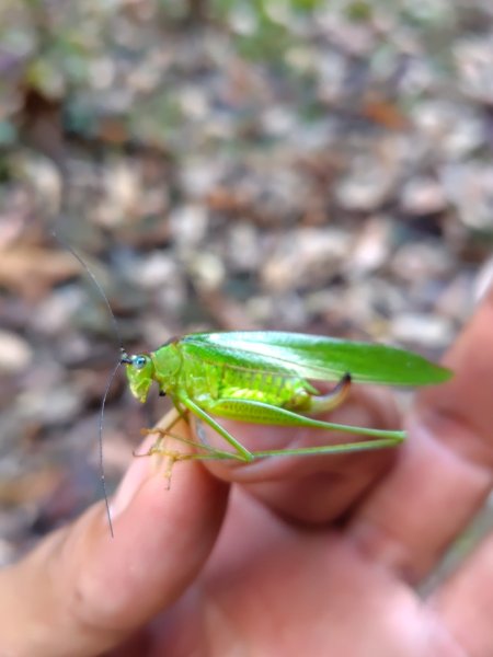 多納六秀 屯子山 安通吊橋2987245
