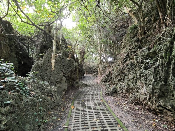 [百山百鳥尋旅-02/15] 2025_0809 社頂自然公園步道2856971