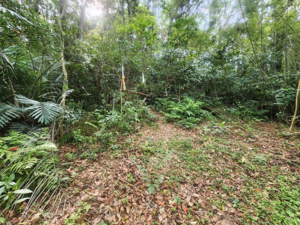 20250419蕩跋山劉家界山老社寮山新富山2936217