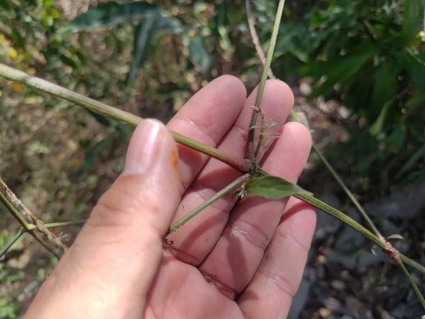 盆貿里山三盆連走2749550