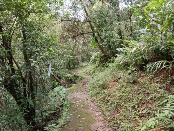 雙溪區石壁坑橋+平林山+武山煤礦土地公+上林山稜線+彎穹越嶺古道+石壁坑橋O型2991280