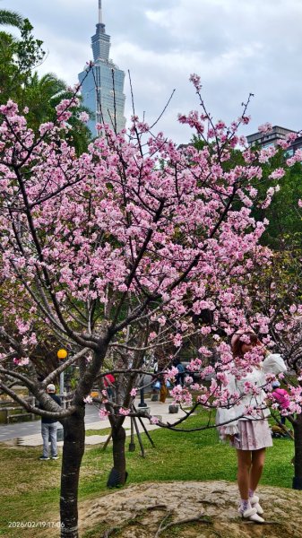 #虎山  #101大樓  #國父紀念館 #河津櫻 #中正紀念堂 2/193002662