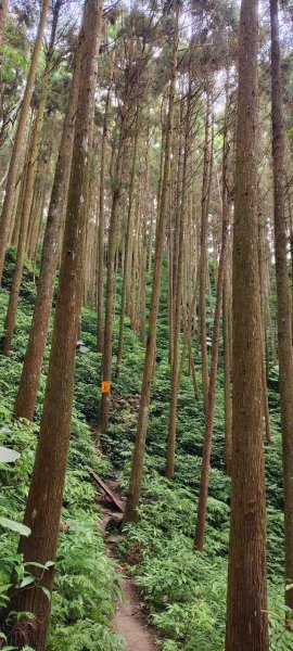 【苗栗南庄】向天湖山光天高山小O繞2933167