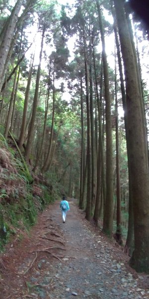 觀霧 檜山巨木群步道1090211