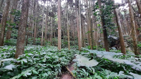 《苗栗》山中水晶蘭｜南庄向天湖山三連峰O型202203131639746