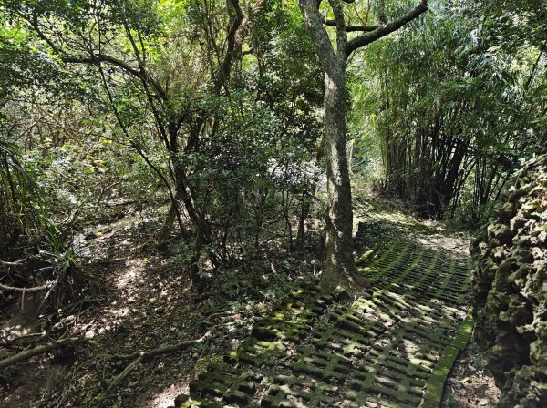 [百山百鳥尋旅-02/15] 2025_0809 社頂自然公園步道2857102