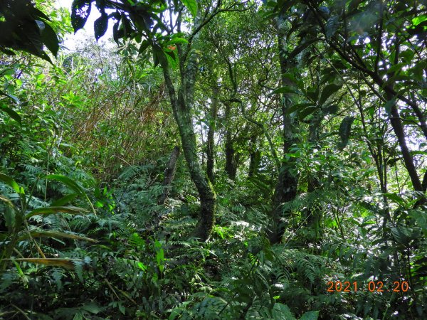 宜蘭 頭城 窖寮山(未竟)1278644