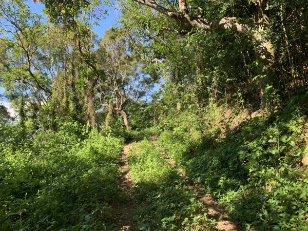 20240706屏東三地山西南峰2546719