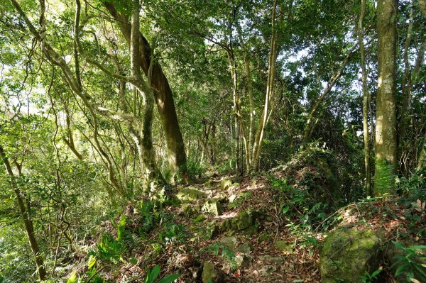 新竹 關西玉山、赤柯山、東獅頭山、西獅頭山、馬福山2665903