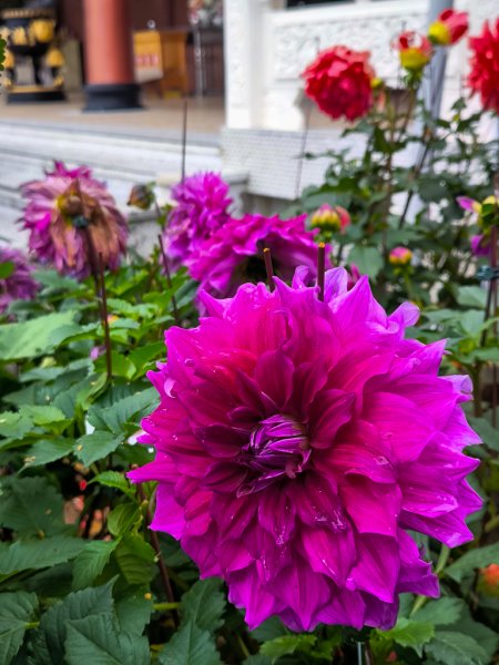 2025-03-08 汶水三山：金童山、汶水山、玉女山 連走2736577