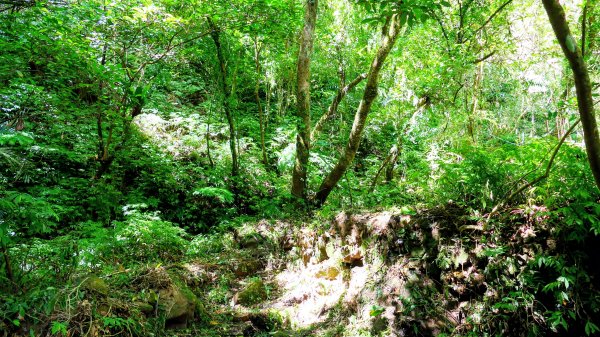 中坑古道東山西山2896475