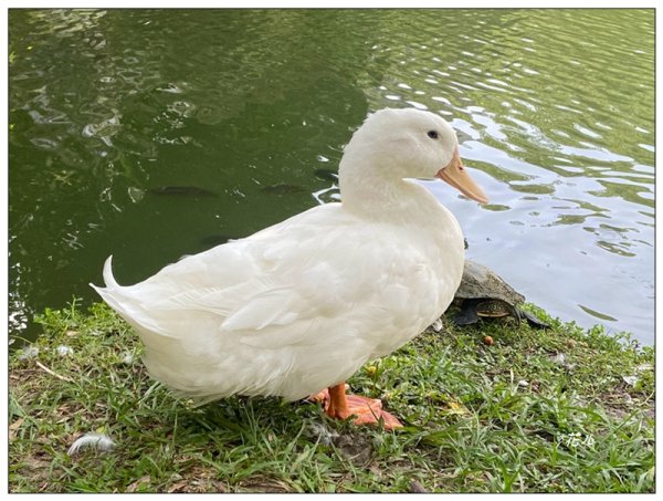 恒春黄槿の花開2906617