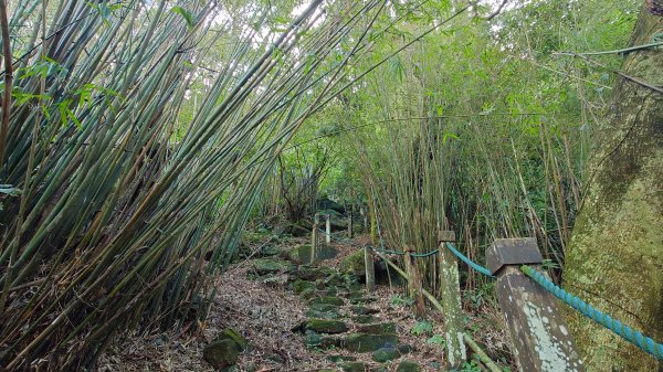 20260125 陽明山前後山健行(無極天元宮~山仔頂步道.向天池.向天山.面天山.二子坪)2997953