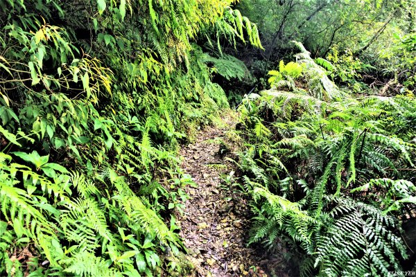 魚路古道連走七星山803468