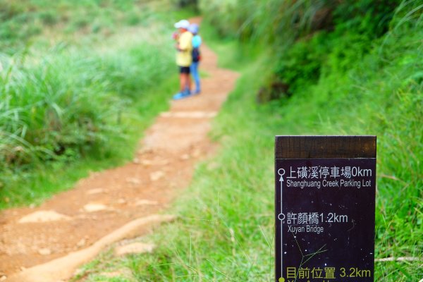 擎天崗~牛群聚落676012