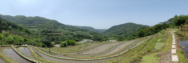 石門區嵩山百年水梯田鳶尾花祭+阡陌步道2763513