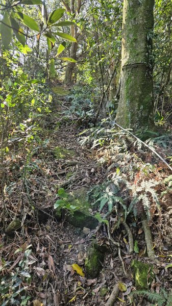 20260223石雲橋-元德寶宮賞櫻-大棟山3004789