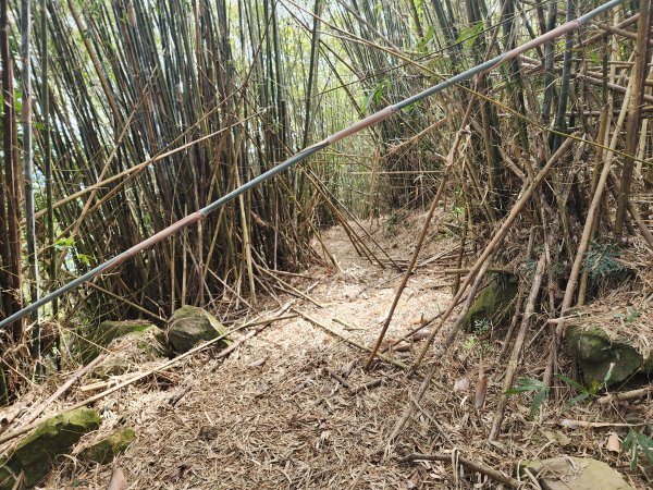 20241222二載山與大橫屏山南峰(追加鹽菜甕山、鹽菜甕下山)2721536