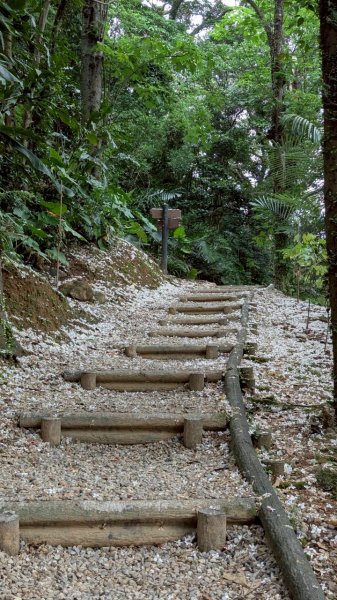 114.05.04三芝桐花步道-百年田梯步道-大鵬足湯公園2779898
