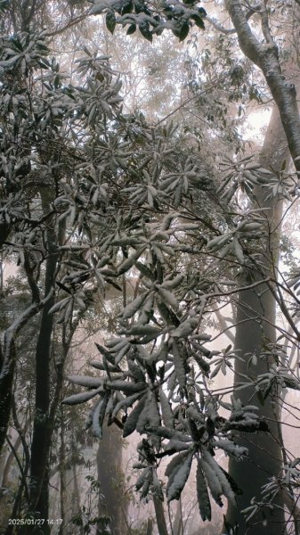 我的2025第一場雪，包場夫婦山，獨享差強人意的雪景&雲海。1/272699867