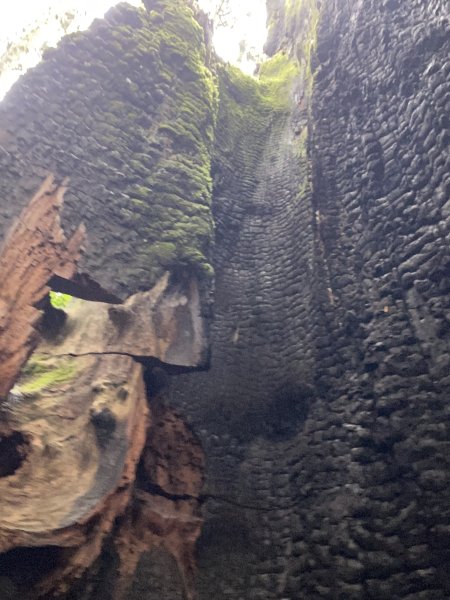 20250705-Ep.01野馬瞰山步道-2025森遊竹縣皮皮獅探險隊2851279