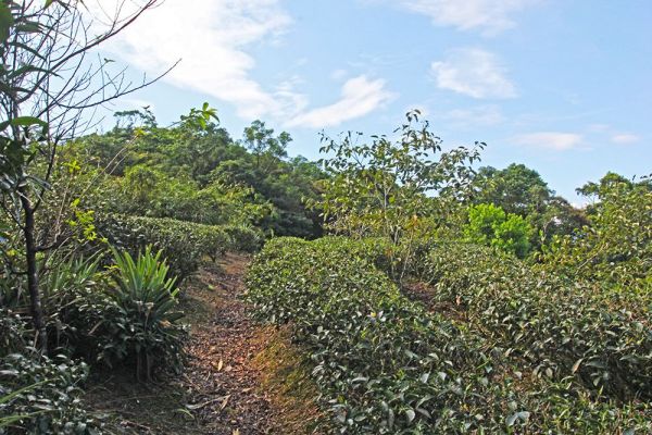 小格頭獅頭山,鱷魚頭最佳觀景點410932