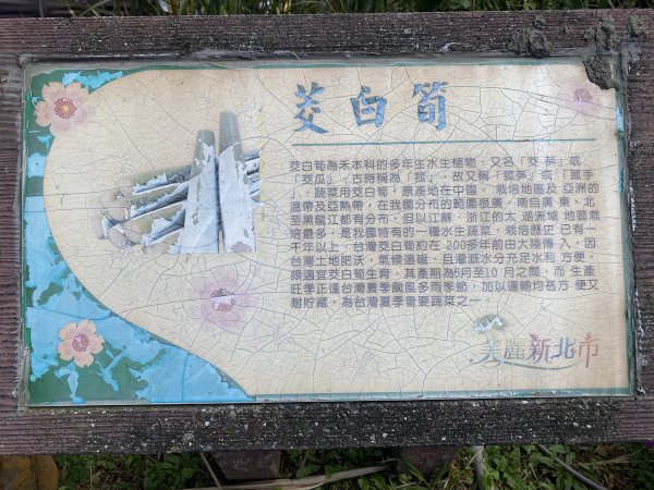 🚗從淡金公路出發｜三生步道櫻花與田園風光・春日療癒散步3018736