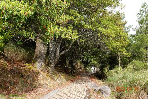 臺中 和平 天池、雪山神木1697396