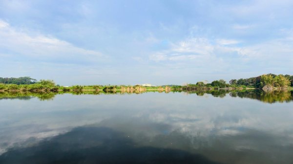 《臨江仙。黃花風鈴木》2735407