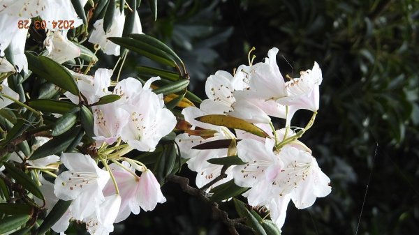 天龍國阿伯的日常-雲山水花鳥蝶3/29 #紅星杜鵑2467269