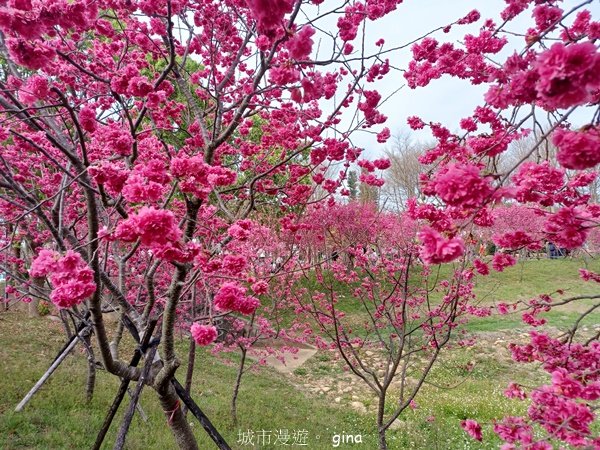 【台中后里】春日賞花。崴立機電櫻花公園2441579