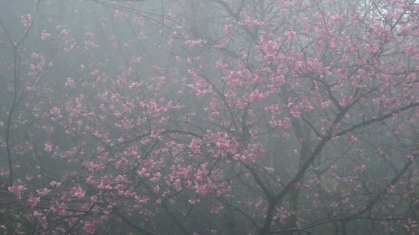 雨中賞櫻、霧裡看花2036601