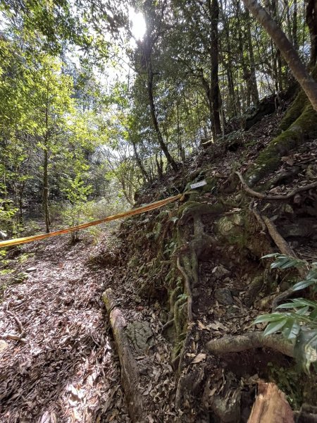 雪見大板根2959283