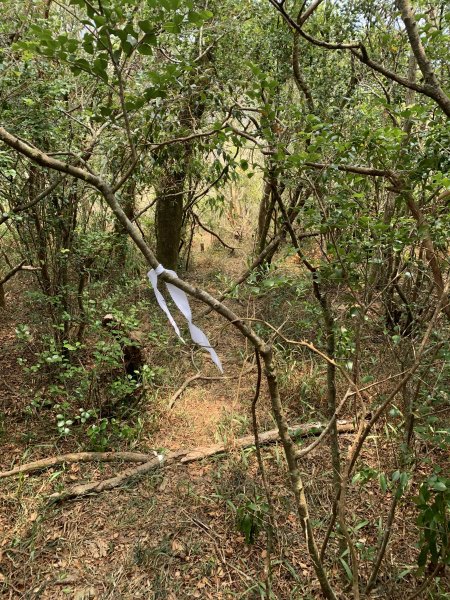 20250404屏東北獅子頭山-霧里乙山2757443