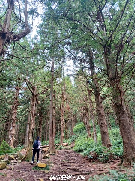 【台中和平】柳杉孟宗竹香杉步道林相豐富。 長壽山(肥崠山)山徑2880629