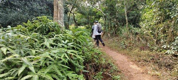 2024/12/28-蓮華山古道群：飛龍步道、進香古道、採茶古道、載熙古道2678894